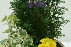ceramic-planters