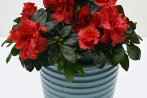 ceramic-planters-b