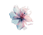 flower flower
