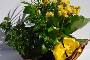 planted-basket-6a